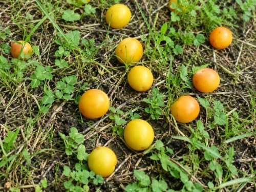 Cherry Myrobalan Plum Tree - 6-12" Tall Live Plant - Image 5