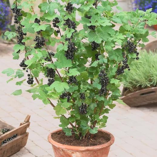 Black Currant Bush Live Plant – Ribes nigrum – Edible Berry Shrub – 2 Year Plant 8–18” Tall – Cold Hardy Fruit Bush by Japanese+Maples+and+Evergreens