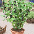 Black Currant Bush Live Plant – Ribes nigrum – Edible Berry Shrub – 2 Year Plant 8–18” Tall – Cold Hardy Fruit Bush by Japanese+Maples+and+Evergreens