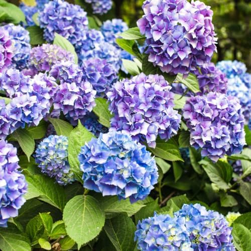 Rebloomer Pink Purple Hydrangea Bush Live Plant, Shrub Plant, 2.5 Inch Pot - Image 2