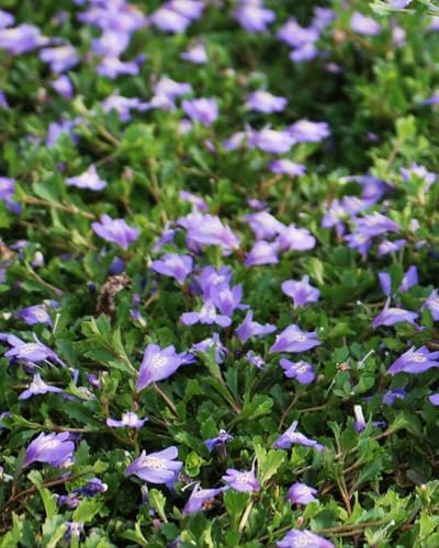 Perennial Farm Marketplace Mazus reptans (Creeping Blue) Live Groundcover, Size- 1 Quart, Bright Bluish Colored Flowers, Zones 5-8 - Image 3