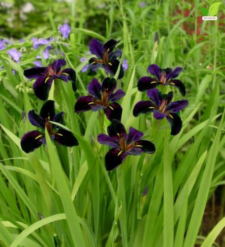 Votaniki Black Gamecock Louisiana Iris #1 Size Bare Root, Deep Purple 4 to 6 Inch Flowers for Rain Gardens, Water Gardens, Borders, Cut Flowers and Mass Planting - Image 2