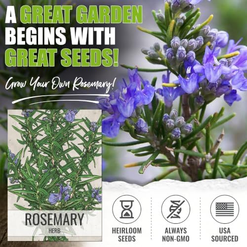 Seed Needs Rosemary Seeds to Plant Non-GMO Heirloom Culinary Herbs XL Pack - Image 2