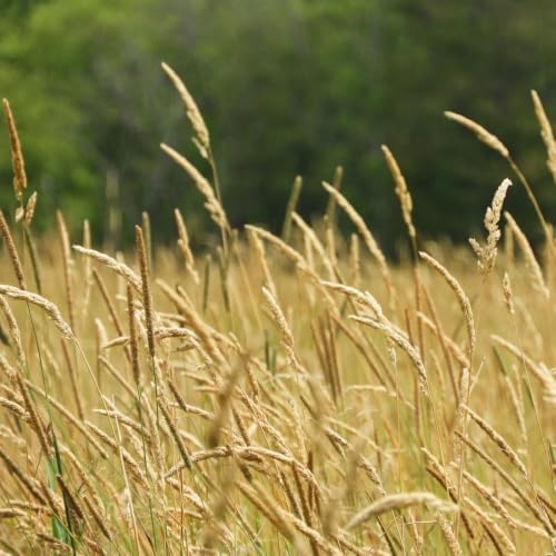 Climax Timothy Grass Seeds, 1 Pound by Seeds2Go - Image 4