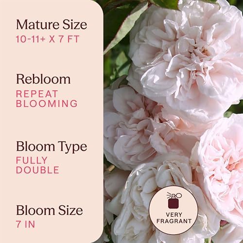 Heirloom Climbing Roses, Live Own Root Plant, CL Devoniensis - Image 6