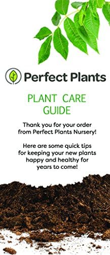 Perfect Plants Fuyu Persimmon Tree, 3-4 ft, Live Plant - Image 2