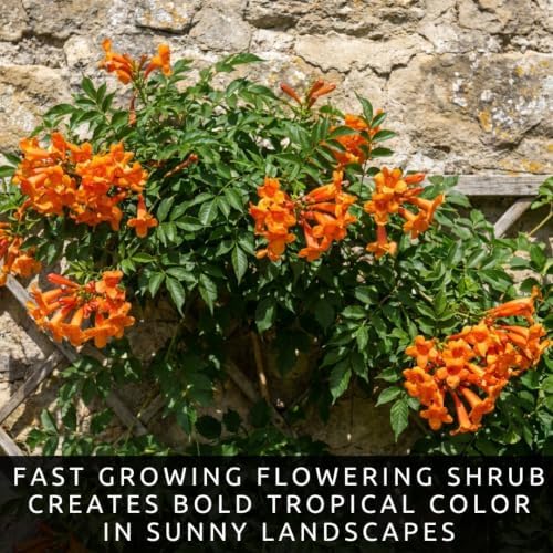 Orange Trumpetbush Seeds for Planting | Bright Orange Flowers | 100 Seeds - Image 5