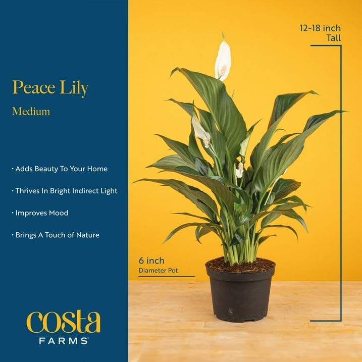 Costa Farms Peace Lily, Live Indoor Plant, Air Purifying, White Flowers - Image 4