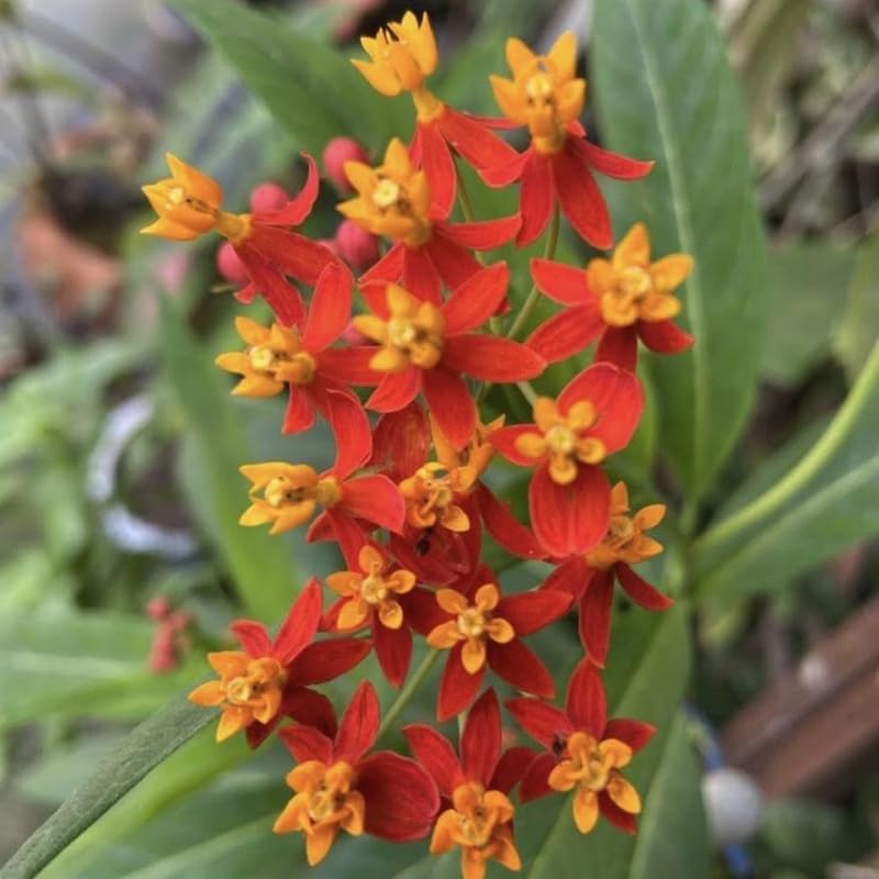 Set 2 Tropical Butterfly Milkweed Plants, 4-8" Tall Live Milkweed Plants - Image 3