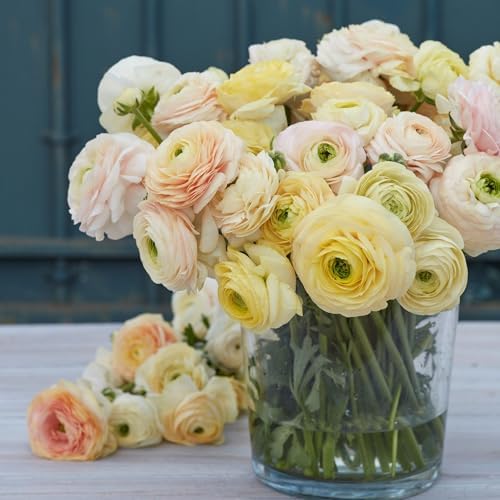 Eden Brothers Ranunculus Bulbs - Wedding Pastel - Image 4