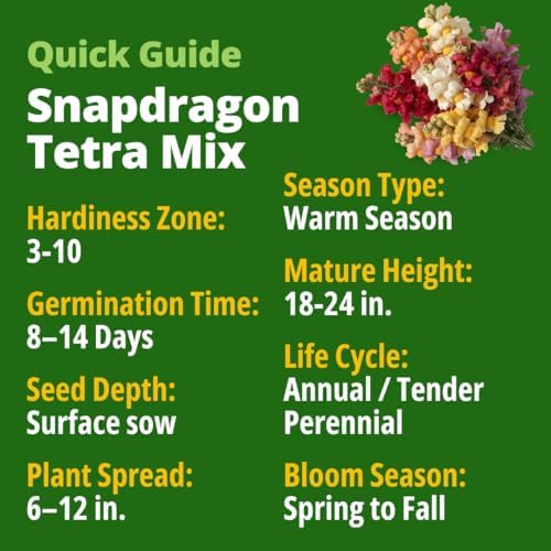 HOME GROWN Snapdragon Seeds, Tetra, 2,000 Seeds, Antirrhinum majus - Image 2