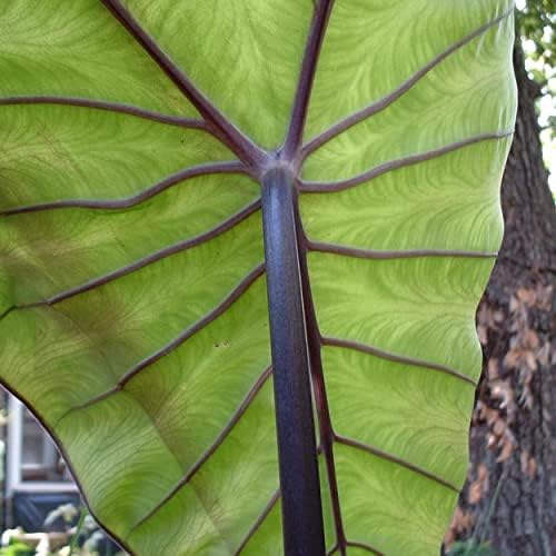 Violet Stemmed Taro, a Great Live Pond Plant for Your Water Garden. Filters The koi and Goldfish Pond. Good for Bogs, Plant Shelf or Shallow Water This marginal Aquatic is a Real Beauty - Image 3