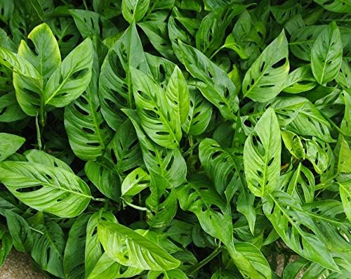Live Monstera"Swiss Cheese Vine" Plant - Easy to Grow Tropical Plant Houseplant or Outdoors Fit 1 Quart Pot by Unknown