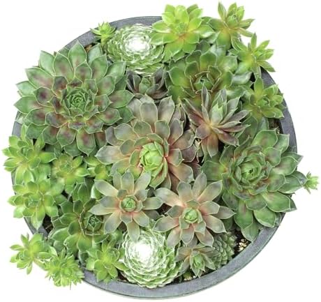 Altman Plants Non-Toxic Live Sempervivum Succulent Plant Gift in 8" Decorative Pot, Real Succulents to Grow, Easy Care Hens and Chicks, Hardy & Low-Maintenance Gift for Gardeners, Popular Houseplants - Image 7