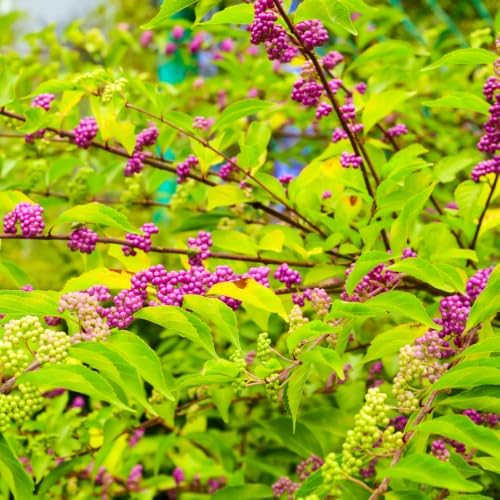 American Beautyberry Live Plant, Border Landscape Shrub, 4 Inch Pot - Image 7