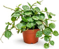 Hoya Curtisii Live Plant, 2 Inch Rare Silver Vine Rooted Starter by NYCitySucculents