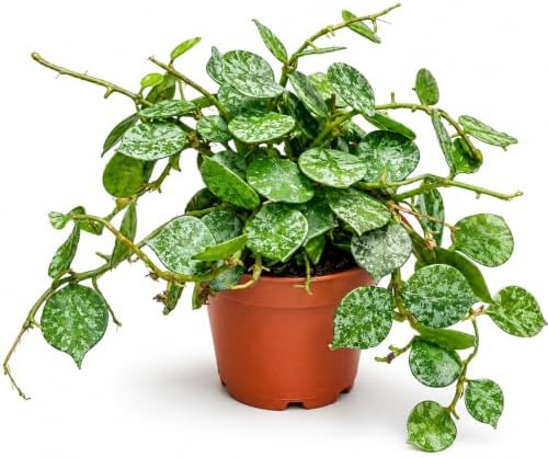 Hoya Curtisii Live Plant, 2 Inch Rare Silver Vine Rooted Starter by NYCitySucculents