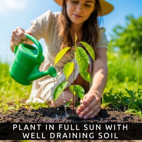 3 Black Chokeberry Plants – Aronia Berry Shrubs – Edible Superfruit Plants – Cold Hardy Native Bushes for Landscaping & Wildlife - Image 3