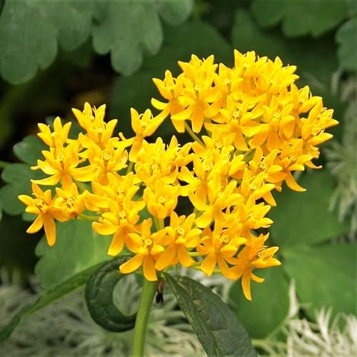 Yellow Milkweed (Asclepias curassavica), 2 Pack Live Plants, 5-9" Tall - Monarch Butterfly Host Plant, Bright Yellow Blooms, Hardy Zones 9-11, Indoor/Outdoor - Image 7