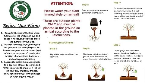 Two Pack of American Red Maple Trees - 2 Live Plants Shipped 2-3 Feet Tall by DAS Farms - Image 6