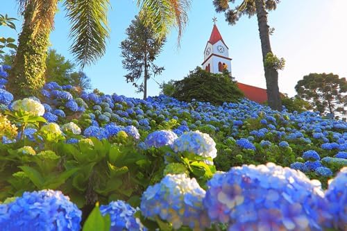 100+ Mix Hydrangea Seeds for Planting Macrophylla Giant Snowball Bonsai Hydrangea Fast Growing Shrub - Image 5