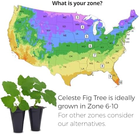 Celeste Fig Plant (4 Pack) | Live Fruit Plant for Planting | Sweet & Juicy Figs for Fresh Eating & Drying | Cold-Hardy & High-Yielding Tree | Perfect for Organic Gardens & Sustainable Living - Image 3