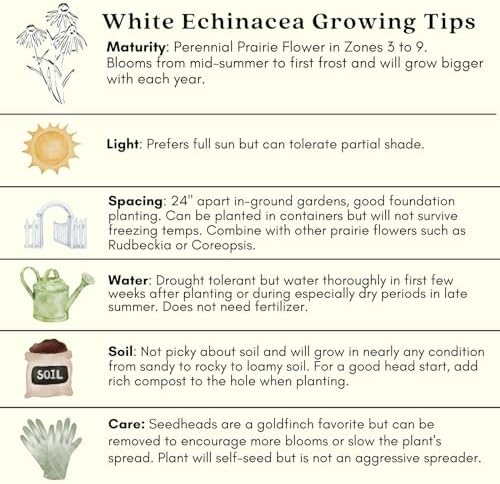 Clovers Garden White Coneflower (Echinacea Primadonna) Plants – Two (2) Live Plants – Non-GMO - Not Seeds - Each 4" to 8" Tall – in 4" Inch Pots – Hardy Flowering Perennial, Pollinator Favorite - Image 7
