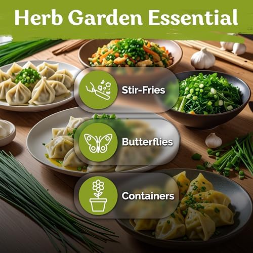 500 Garlic Chives Heirloom Herb Seeds for Planting, Allium Tuberosum - Image 6