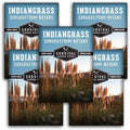 Indiangrass Seeds for Planting, Sorghastrum nutans - 5 Packs by SurvivalGardenSeeds