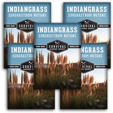 Indiangrass Seeds for Planting, Sorghastrum nutans - 5 Packs by SurvivalGardenSeeds