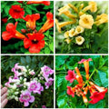100+Hummingbird Trumpet Vine Plant Seeds-Trumpet Creeper Seeds Non-GMO Heirloom Flower Seed by GardenGlorySeed