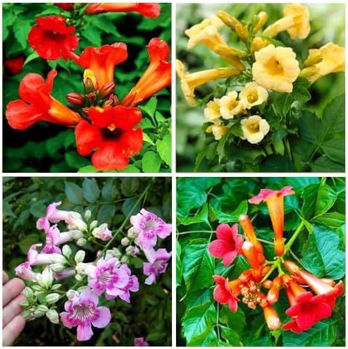 100+Hummingbird Trumpet Vine Plant Seeds-Trumpet Creeper Seeds Non-GMO Heirloom Flower Seed by GardenGlorySeed