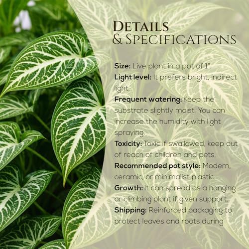 Syngonium Plant Collection (4 Pack) Live Starter Plants, Batik, Holly M, Milk Confetti, Neon Robusta, Rare Indoor Houseplants, Easy Care Arrowhead Vine Plants Live - Image 4