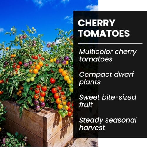 Rainbow Cherry Tomato Seeds for Planting, Colorful Mix, 100 Premium Seeds - Image 4