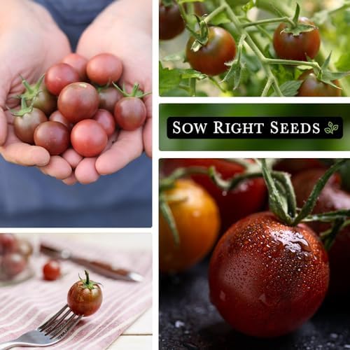 Sow Right Seeds - Black Cherry Tomato Seed for Planting Garden Tomatoes 4pk - Image 4
