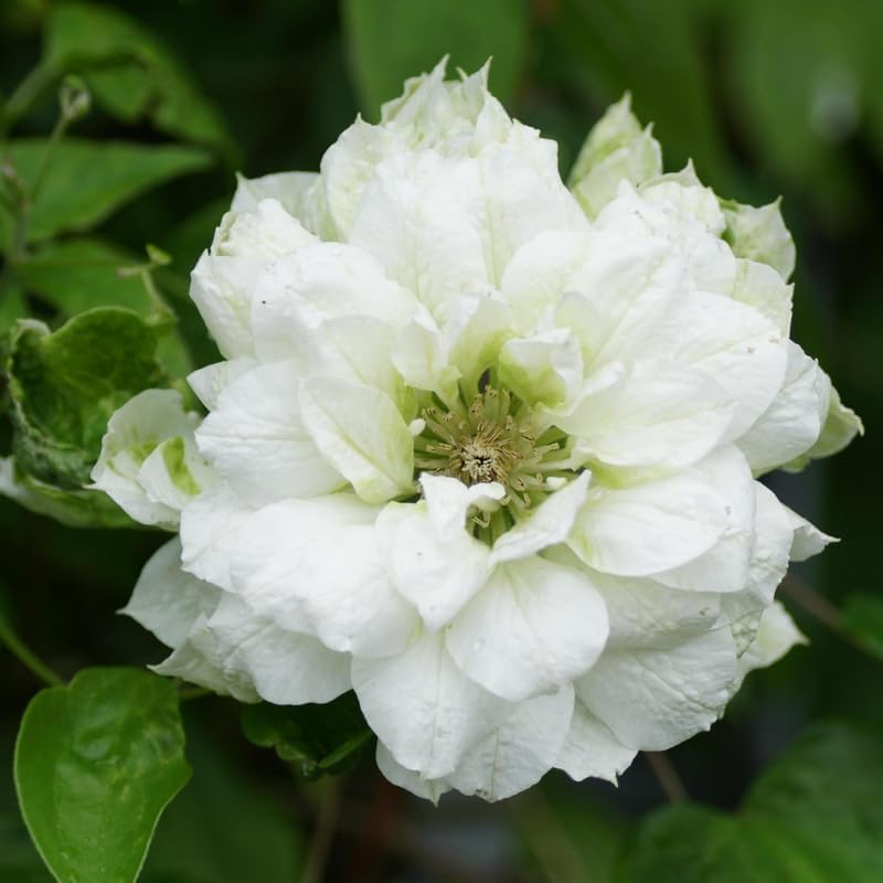 Double White Clematis Vine Plant, Clematis Vine Plants Live in 2.5 Inch Pot - Image 2