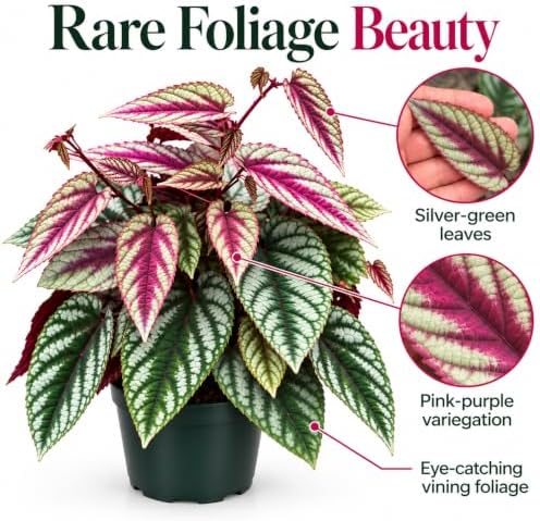 Cissus Discolor Vining Live Plant Starter - Rare Rex Begonia Vine - Image 4