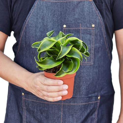 Dracaena Tornado Live Plant for Indoor | Houseplants in 4'' & 6'' Pot - Image 2