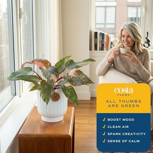 Costa Farms Pink Princess Philodendron, Live Indoor Plant, Tropical - Image 5