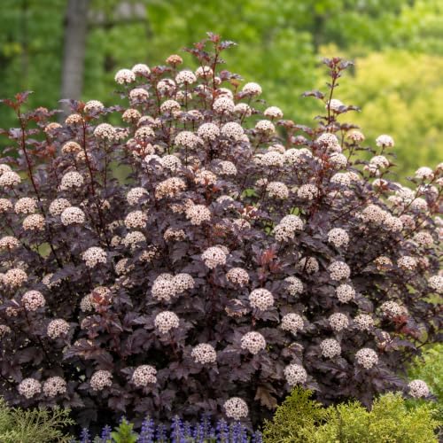 2 Live Ninebark Shrub Plant, 12-18" Tall in 2.5 Inch Pot, Easy to Grow, Resilient Flowering Foliage for Garden Rows and Landscapes - Image 4