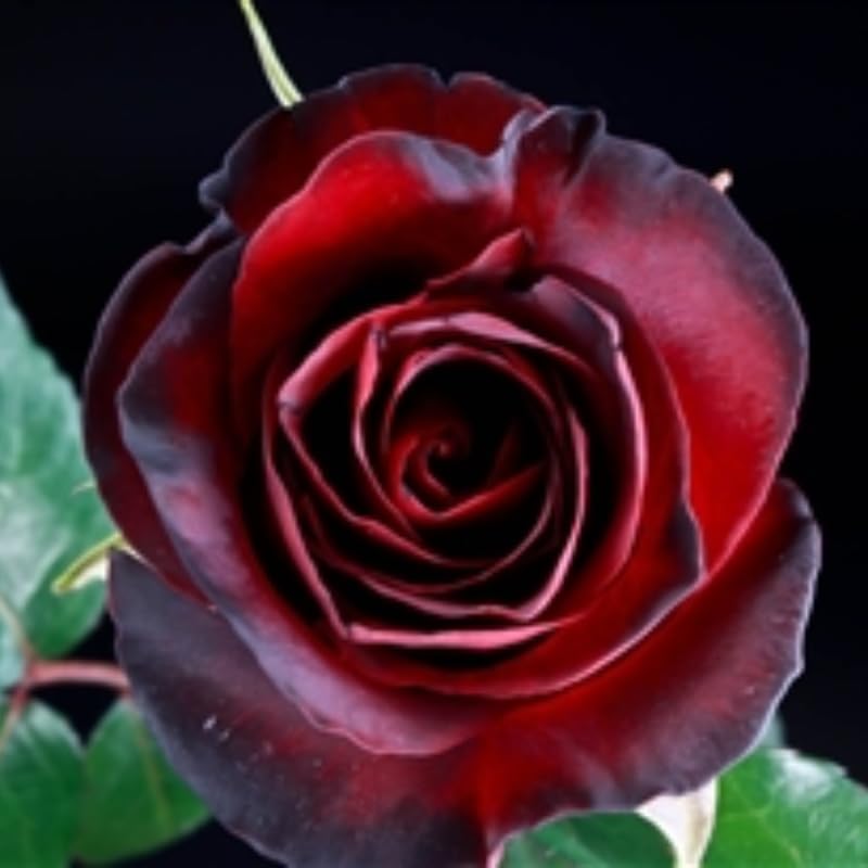 Dark Red Climbing Roses Live Plants, Fragrant Starter 5-9" Tall - Image 7