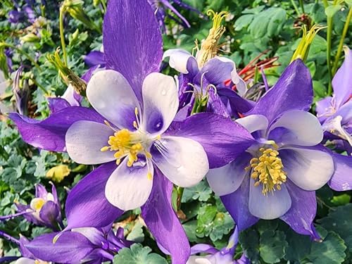 Greenwood Nursery: Live Perennial Plants - 'Kirigami' Deep Blue & White Columbine + Aquilegia caerulea - [Qty: 10x Pint Pots] - (Click for Other Available Plants/Quantities) - Image 2