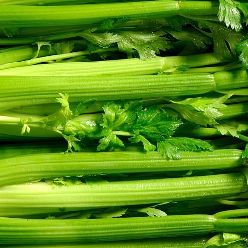 Organic Utah Tall Celery Seeds - USDA Organic, Non-GMO, Open Pollinated, Heirloom, USA Origin (5 Packets - 1.25 Grams - Approx 2500 Seeds) - Image 4