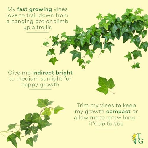 Live Hahn's Green Ivy Plant, Vining Indoor Plant, 4" Pot - Image 7