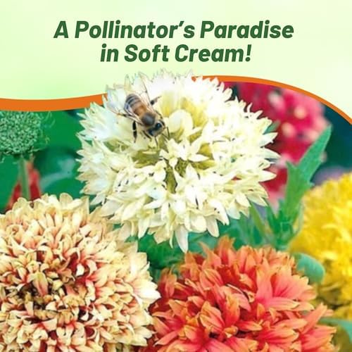 Outsidepride Gaillardia Pulchella Sundance Cream Blanket Seeds for Planting - 2000 Pcs Annual Flower Seeds, Heat & Drought Tolerant for Xeriscaping, Borders, & Small Garden Spaces - Image 6