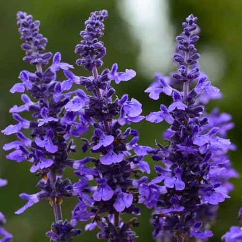 3 Dark Purple Salvia Sage Plants, Perennial Flower Plant, 4-6'' Tall - Image 2