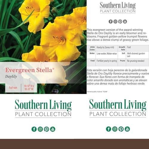 Southern Living 1 Gal. Stella Daylily Plant - Image 5