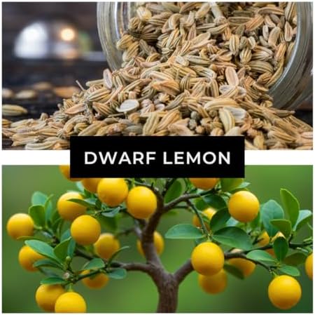 Dwarf Lemon Bonsai Tree Seeds, 20 Seeds, Grow a Delicious Fruit Bearing Bonsai Tree, Great for Home Gardening - Image 2