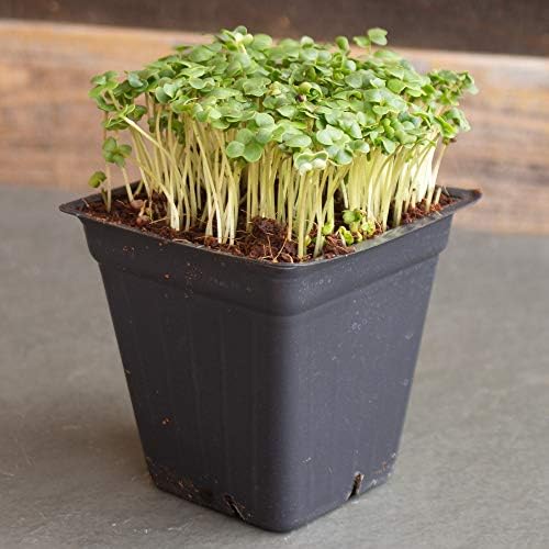 Mountain Valley Seed Co Broccoli Microgreens Seeds 25 Lb Bulk ~400,000 - Image 3
