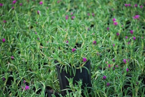 Delosperma cooperi (Trailing Hardy Ice Plant) Live Perennial, Size-Quart, Rosy Pink Summer Flowers with Succulent Foliage, Drought Tolerant, Heat Loving, Zones 5-9 - Image 4